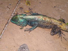 Limaformosa capensis