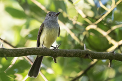 Myiarchus panamensis