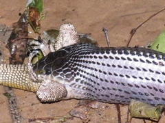 Limaformosa capensis