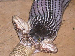 Limaformosa capensis