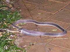 Limaformosa capensis