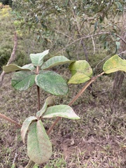 Zeyheria tuberculosa