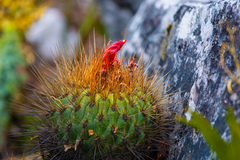 Matucana aurantiaca