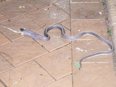 Limaformosa capensis