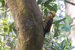 Piculus chrysochloros