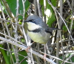 Apalis thoracica