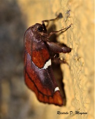 Hypocosmia pyrochroma