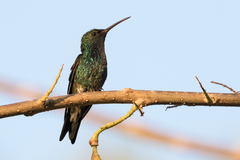 Chrysuronia coeruleogularis