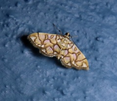 Pseudopyrausta acutangulalis