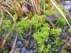 Sphagnum teres