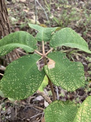 Zeyheria tuberculosa