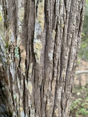 Zeyheria tuberculosa