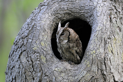 Otus semitorques