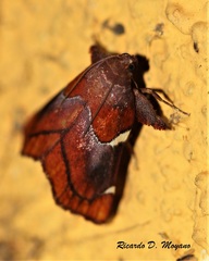 Hypocosmia pyrochroma