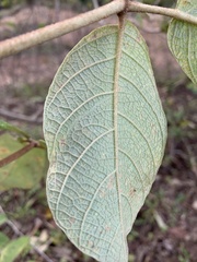 Zeyheria tuberculosa