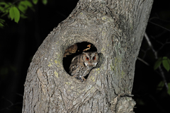 Otus semitorques