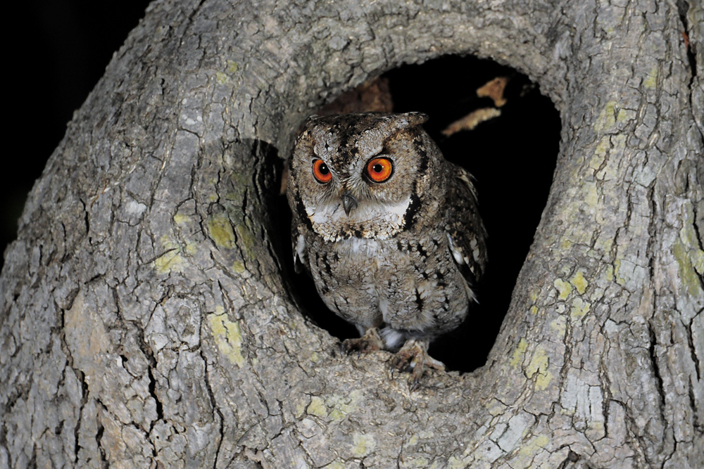 Japanese Scops-Owl (Otus semitorques) photo