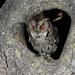 Japanese Scops-Owl - Photo (c) slivbirds_nn, some rights reserved (CC BY-NC)