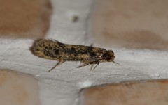 Niditinea fuscella