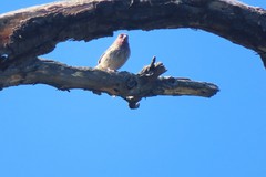 Haemorhous mexicanus