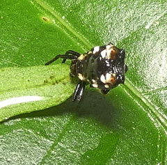Micrathena patruelis