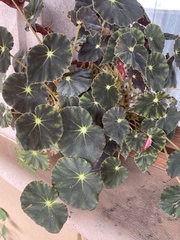 Begonia