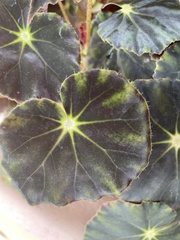 Begonia