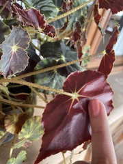 Begonia