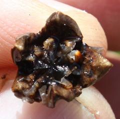 Lampranthus falciformis