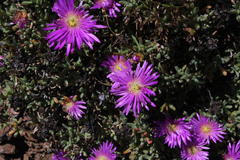 Lampranthus falciformis