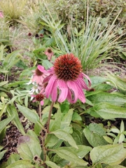 Echinacea purpurea