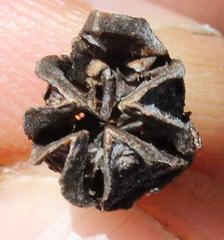 Lampranthus falciformis