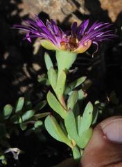 Lampranthus falciformis