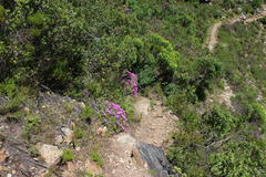 Lampranthus falciformis