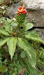 Arisaema tortuosum