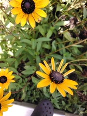 Rudbeckia