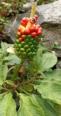Arisaema tortuosum