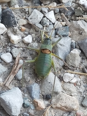 Ephippiger perforatus