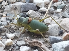 Ephippiger perforatus