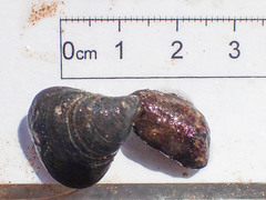 Hemithiris psittacea