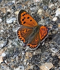 Lycaena panava