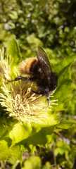 Bombus wurflenii
