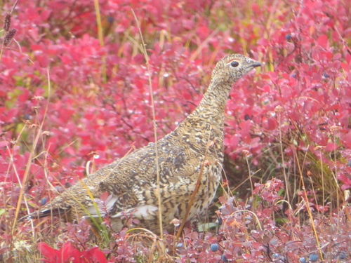 Rock Ptarmigan