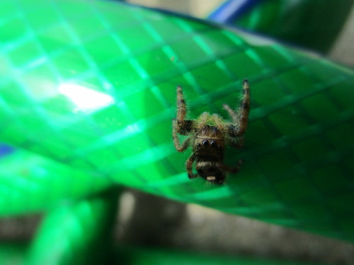 Bold Jumping Spider photographed in Pennsylvania