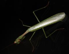 Miomantis