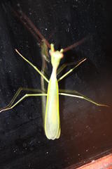 Miomantis