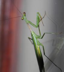 Miomantis