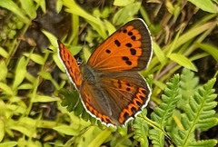 Lycaena panava