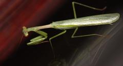Miomantis