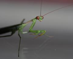 Miomantis
